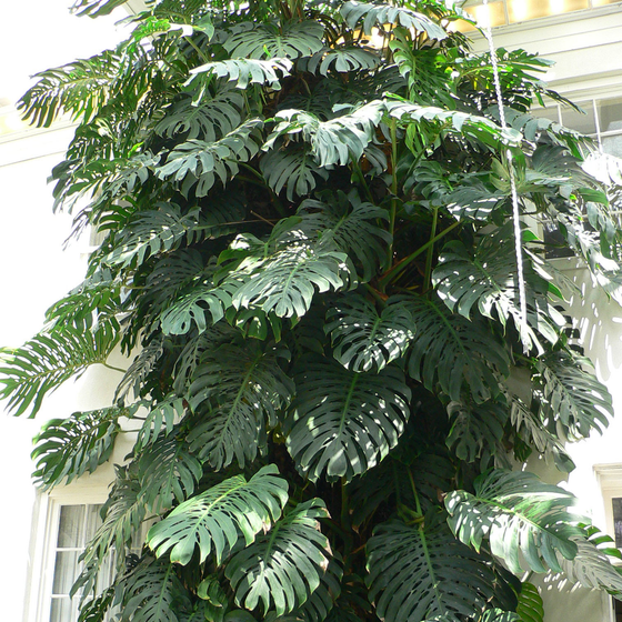 Indoor Plants botanical reference icon