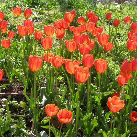 Seasonal Plants botanical reference icon