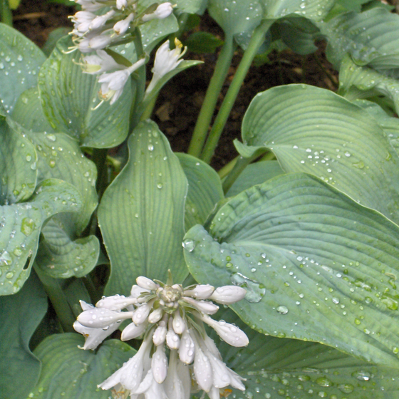 Shade-Loving Plants botanical reference icon