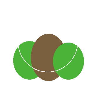 Beach Plum (Prunus maritima) reference icon