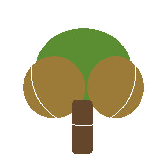 Eastern Cottonwood (Populus deltoides) reference icon