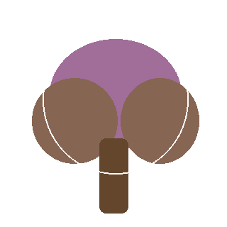 Flowering Dogwood (Cornus florida) reference icon