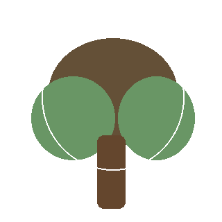 Red Maple (Acer rubrum) reference icon
