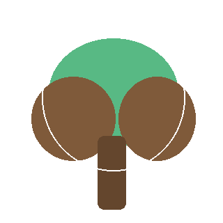 Sugar Maple (Acer saccharum) reference icon