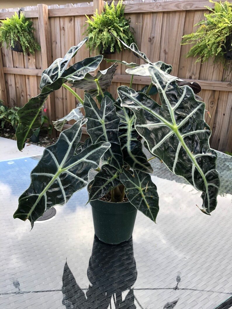 Alocasia Polly indoor plant care and styling in Long Island homes.